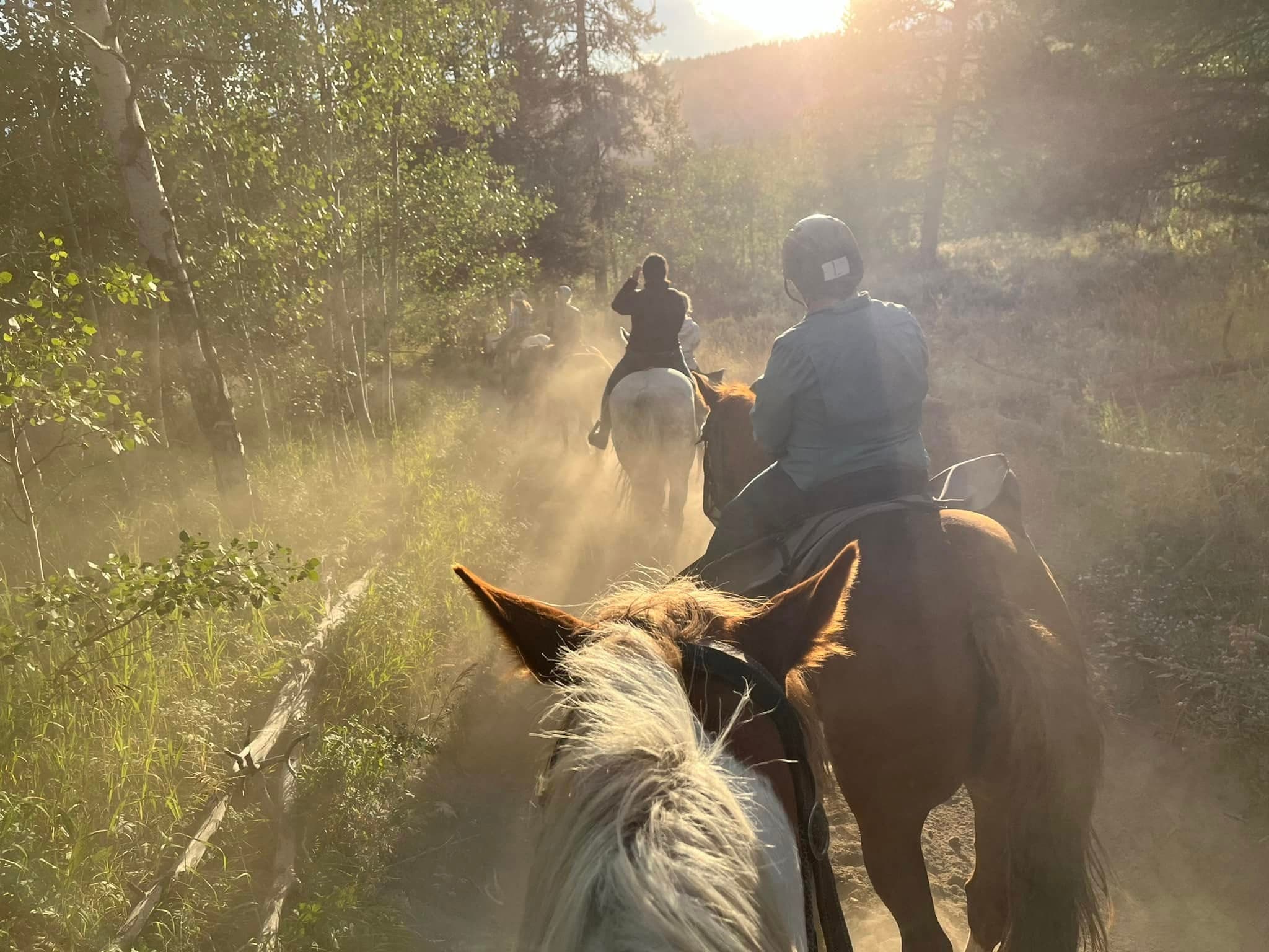 Horseback trail ride through sunlit forest